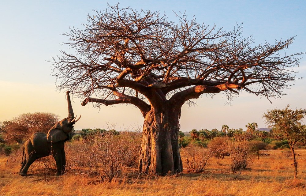 Aika Sunrise B&B at Ruaha National Park